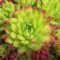 Jovibarba hirta 